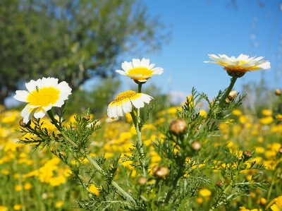 Anlage weiss feld wiese
 Foto