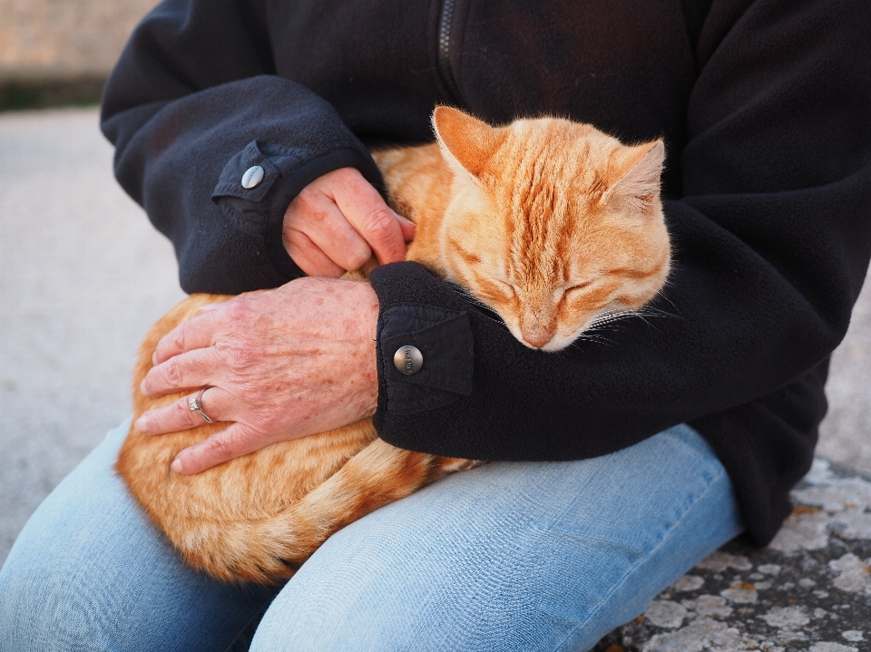 Mano rojo gatito gato