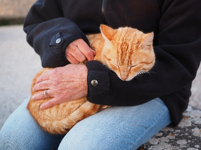 手 赤 子猫 猫 写真