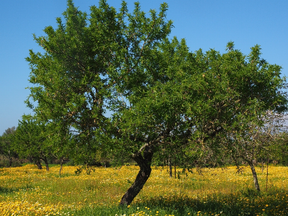 Paesaggio albero ramo pianta