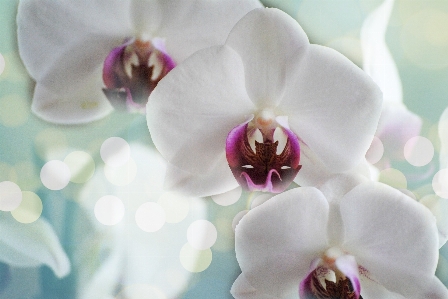 Water nature blossom bokeh Photo