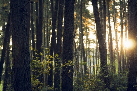 Tree nature forest wilderness Photo