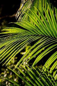 木 自然 森 草 写真