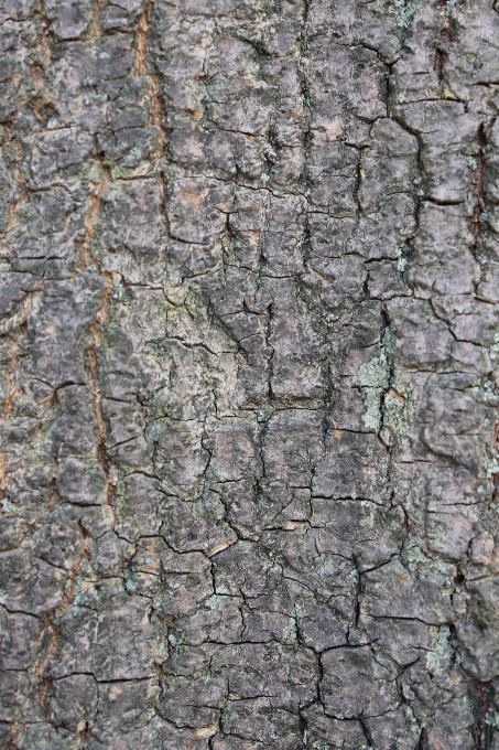 Baum natur zweig anlage