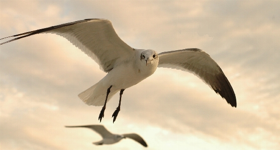 Nature bird wing white Photo