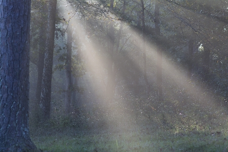 Zdjęcie Drzewo natura las drewno