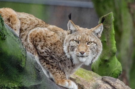 Foto Natura guardare animali selvatici selvaggio