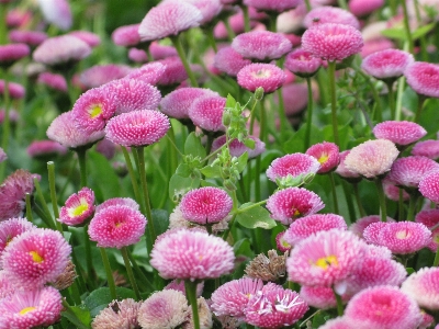 Nature blossom plant white Photo