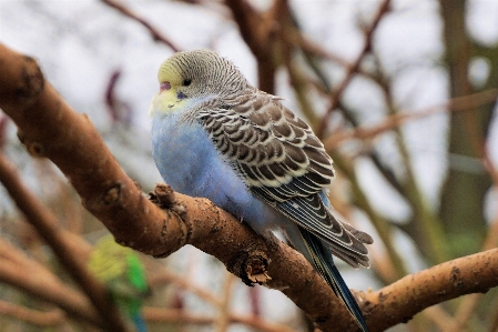 Photo Bifurquer oiseau faune zoo