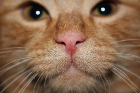 Cat mammal close up pets Photo