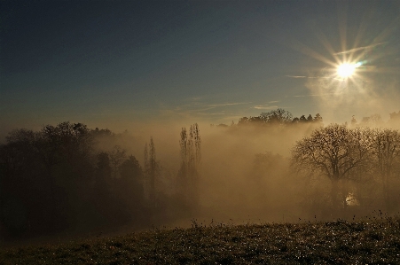 Photo Arbre nature forêt lumière