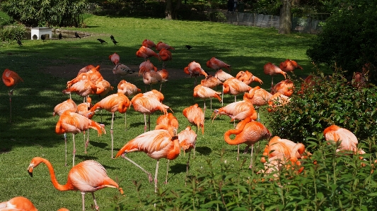 Vogel blume zoo fauna Foto