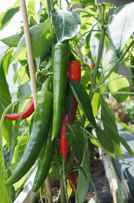 植物 水果 花 食物