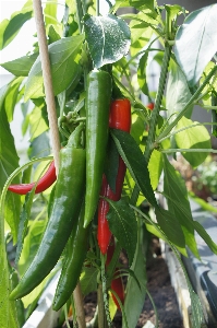 Foto Tanaman buah bunga makanan