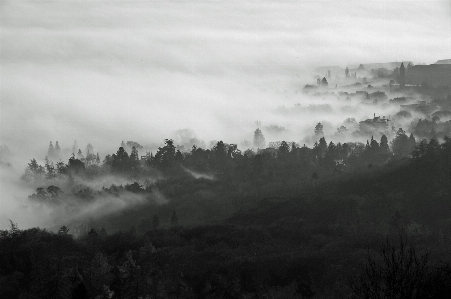 Tree nature forest horizon Photo