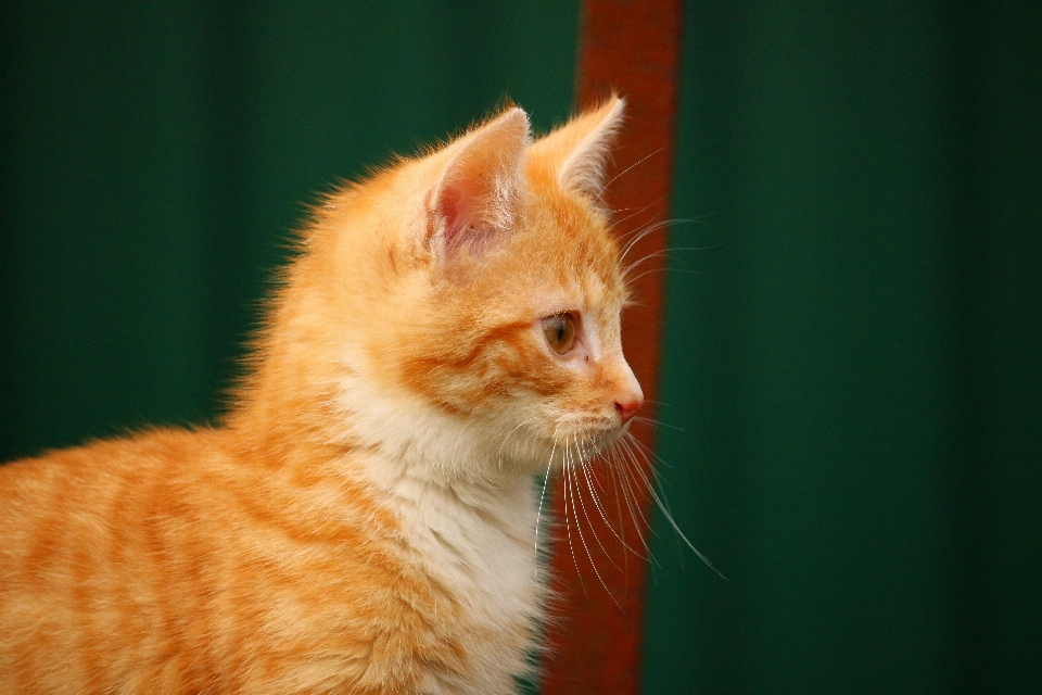 Gattino gatto mammifero fauna