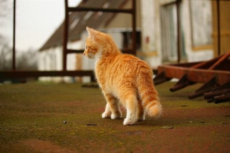 Фото старый котенок кот млекопитающее