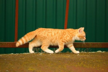 Foto Anak kucing mamalia fauna