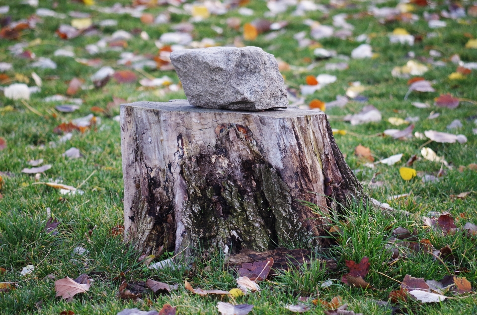 árbol naturaleza césped rock