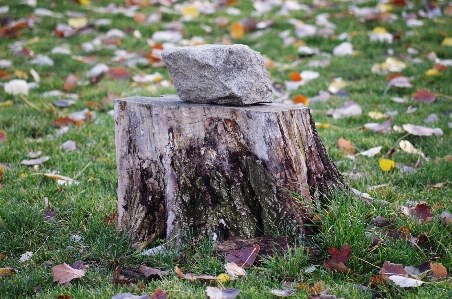 Tree nature grass rock Photo