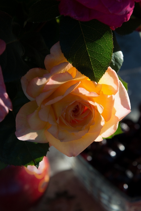 Blossom plant leaf flower