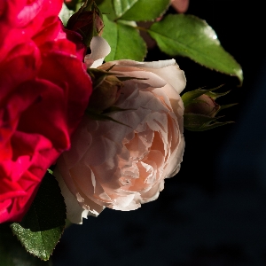 Nature blossom plant leaf Photo