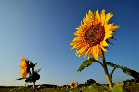 Nature plant sky field Photo