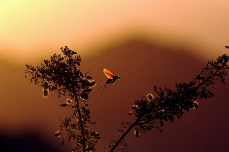 Nature branch silhouette bird Photo