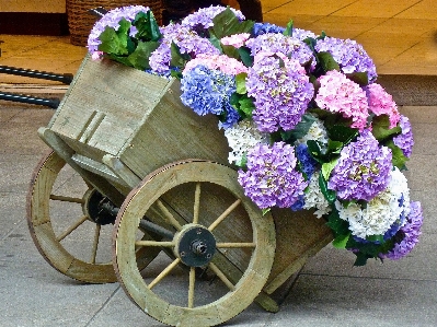 Plant wheel cart flower Photo