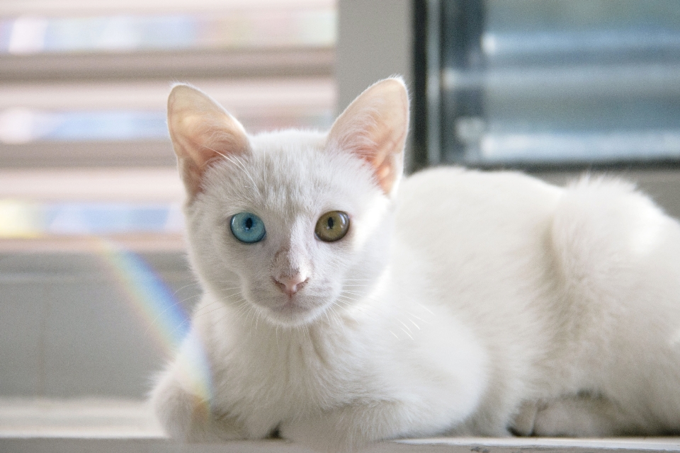 Blanc mignon chaton chat