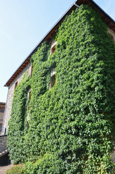 Arbre herbe usine pelouse