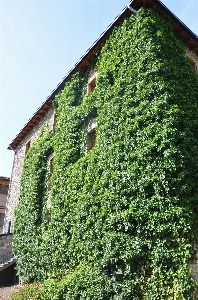 Tree grass plant lawn Photo