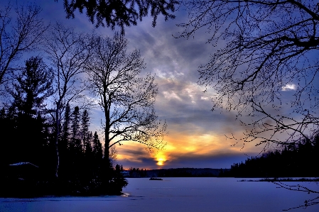 Tree nature branch snow Photo