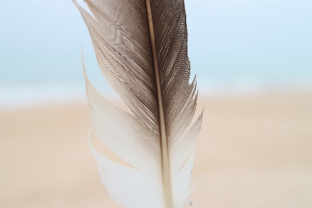 Hand beach sea nature Photo