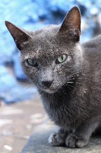 Foto Animal bicho de estimação gatinho gato