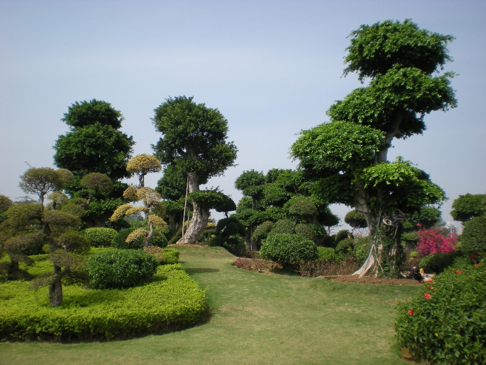 árbol naturaleza planta césped