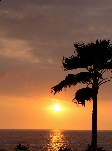 Beach sea coast tree Photo