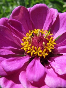 Nature blossom plant leaf Photo