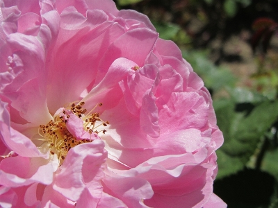 Nature blossom plant leaf Photo