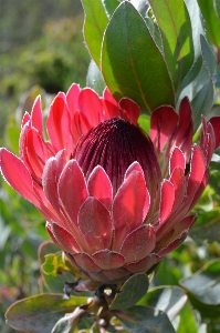 Blossom plant flower petal Photo