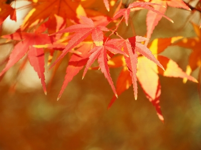 Tree branch plant wood Photo