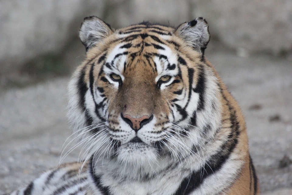 Animal fauna silvestre zoo mamífero