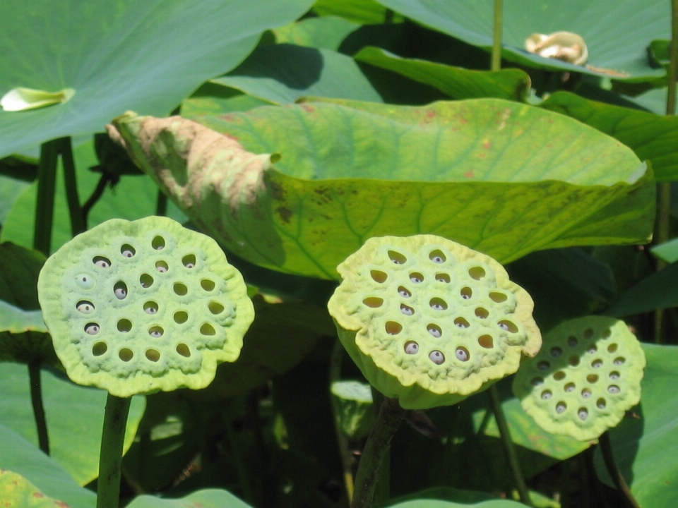 Nature plant leaf flower