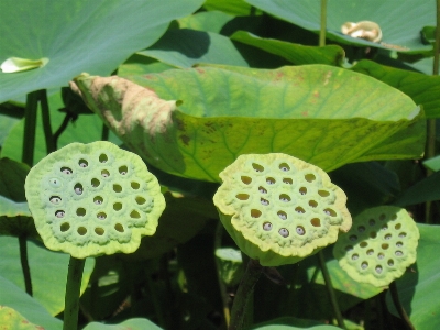 Nature plant leaf flower Photo