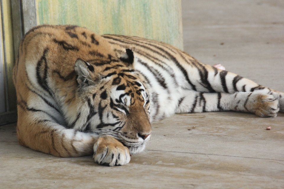 Dzikiej przyrody ogród zoologiczny ssak odpoczynek