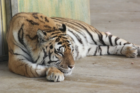 Foto Animais selvagens jardim zoológico mamífero descansar