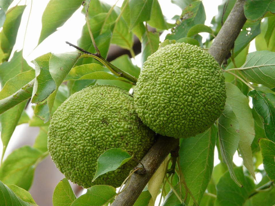 árbol planta fruta alimento