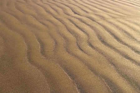 ビーチ 風景 砂 木 写真