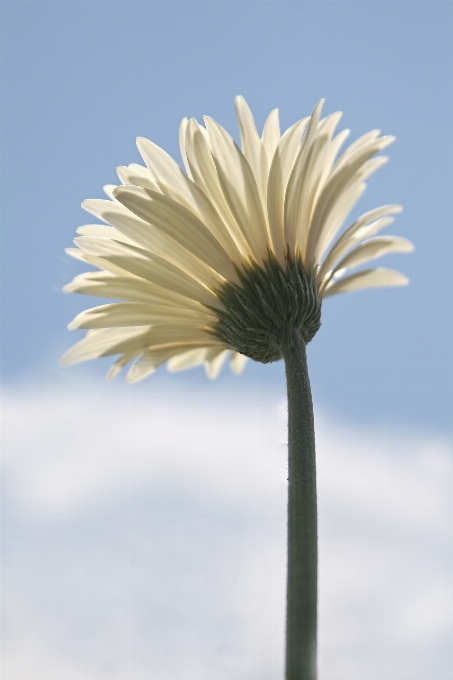 Herbe usine ciel blanc