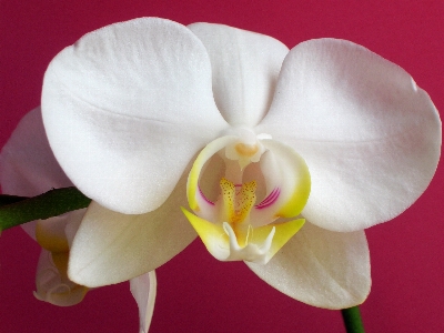 植物 白 花 花弁 写真